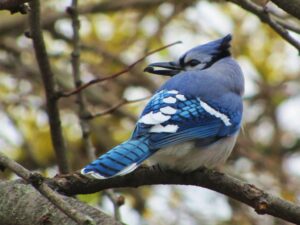 Museum and arboretum will partner to host bird symposium