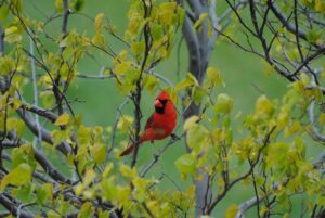 Sand Creek Trail ‘3-fer’ scheduled for June 1