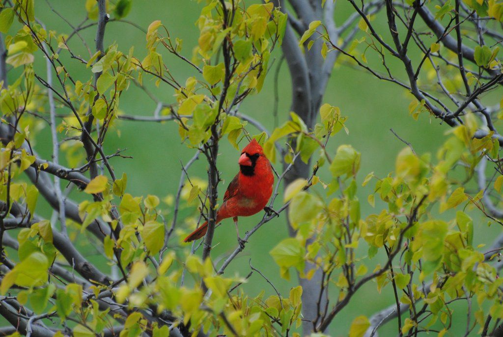 A male cardinal sitting in a newly leafed out tree