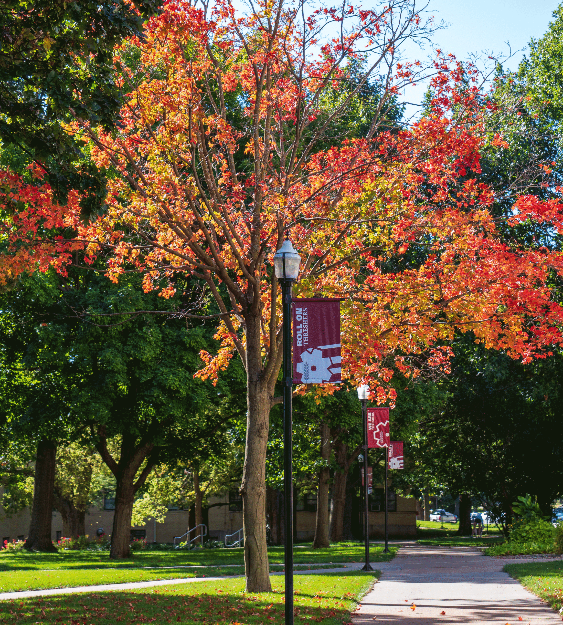 Red maple tree with Roll On Threshers sign on light pole